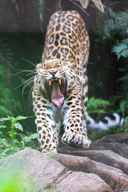 動物園のヒョウがあくびをしている写真